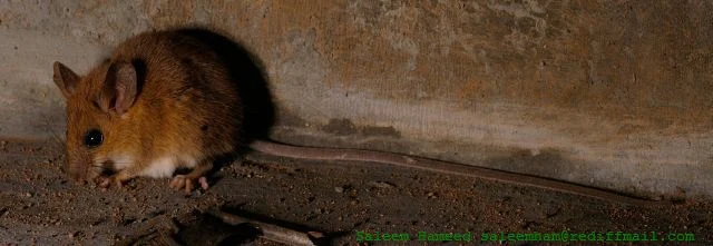 Asian Long-tailed Climbing Mouse