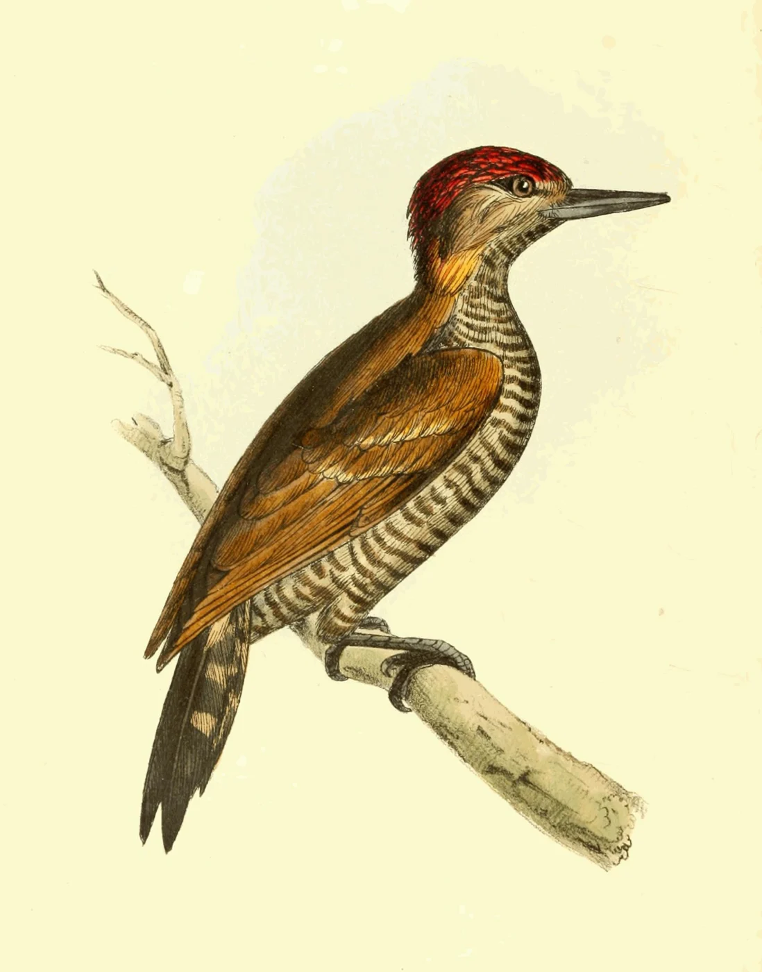 Red-Stained Woodpecker