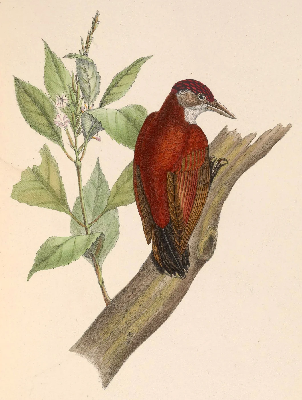 Scarlet-backed Woodpecker