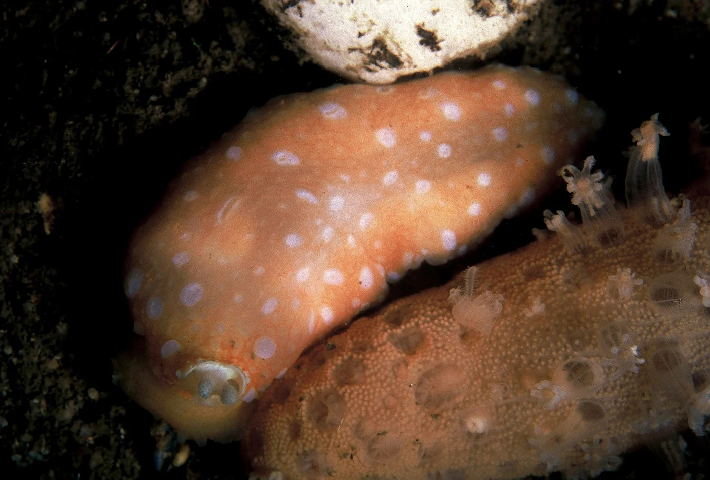 Sea Pen