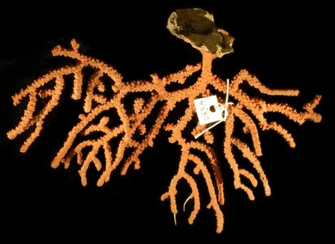 Verrucella rosea
