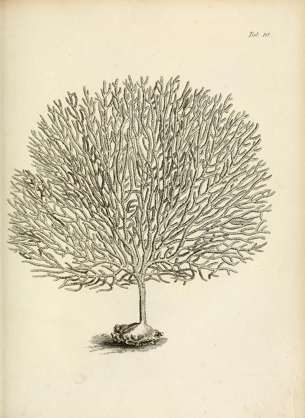 Verrucella umbracula