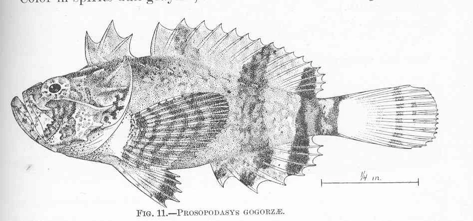 Vespicula trachinoides