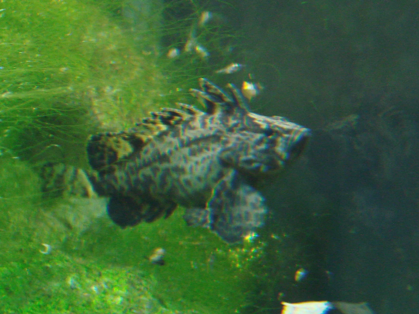 Vespicula zollingeri