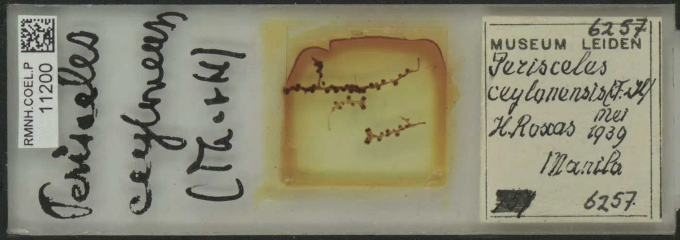 Villogorgia ceylonensis
