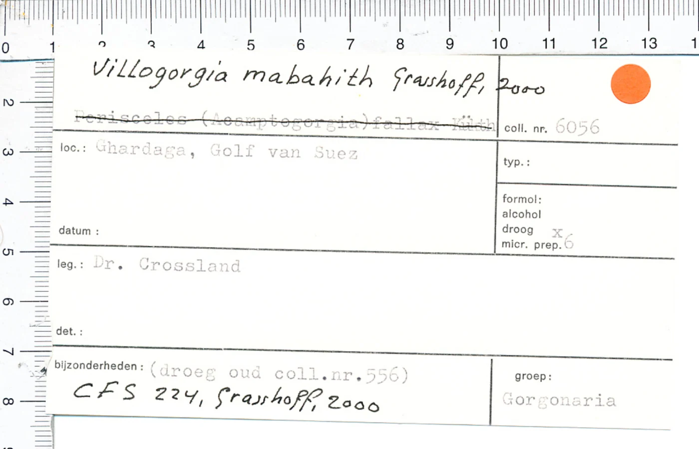 Villogorgia mabalith