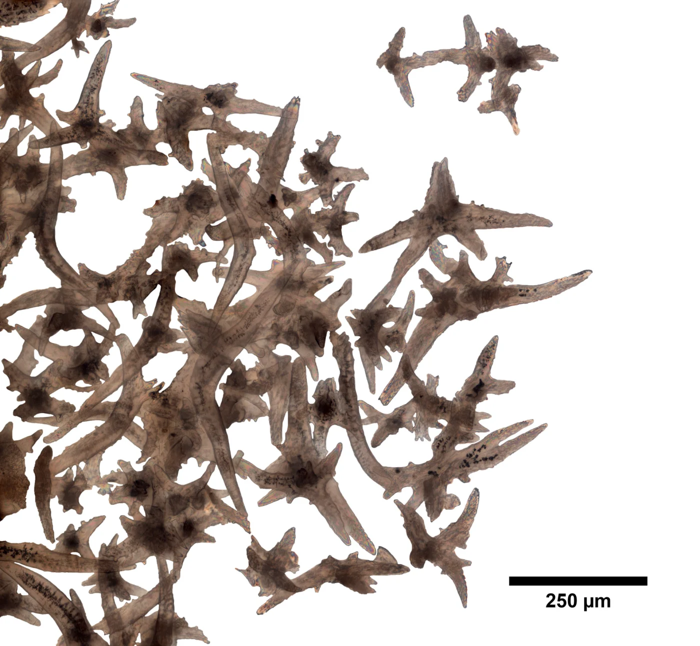 Villogorgia nigrescens