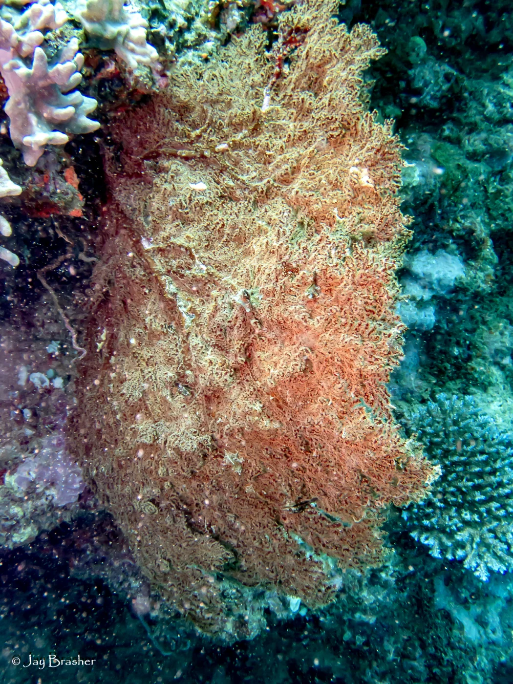 Villogorgia nozzolea