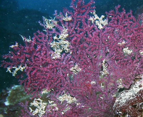 Villogorgia robusta
