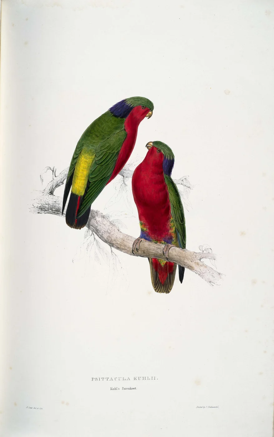 Kuhl's Lorikeet