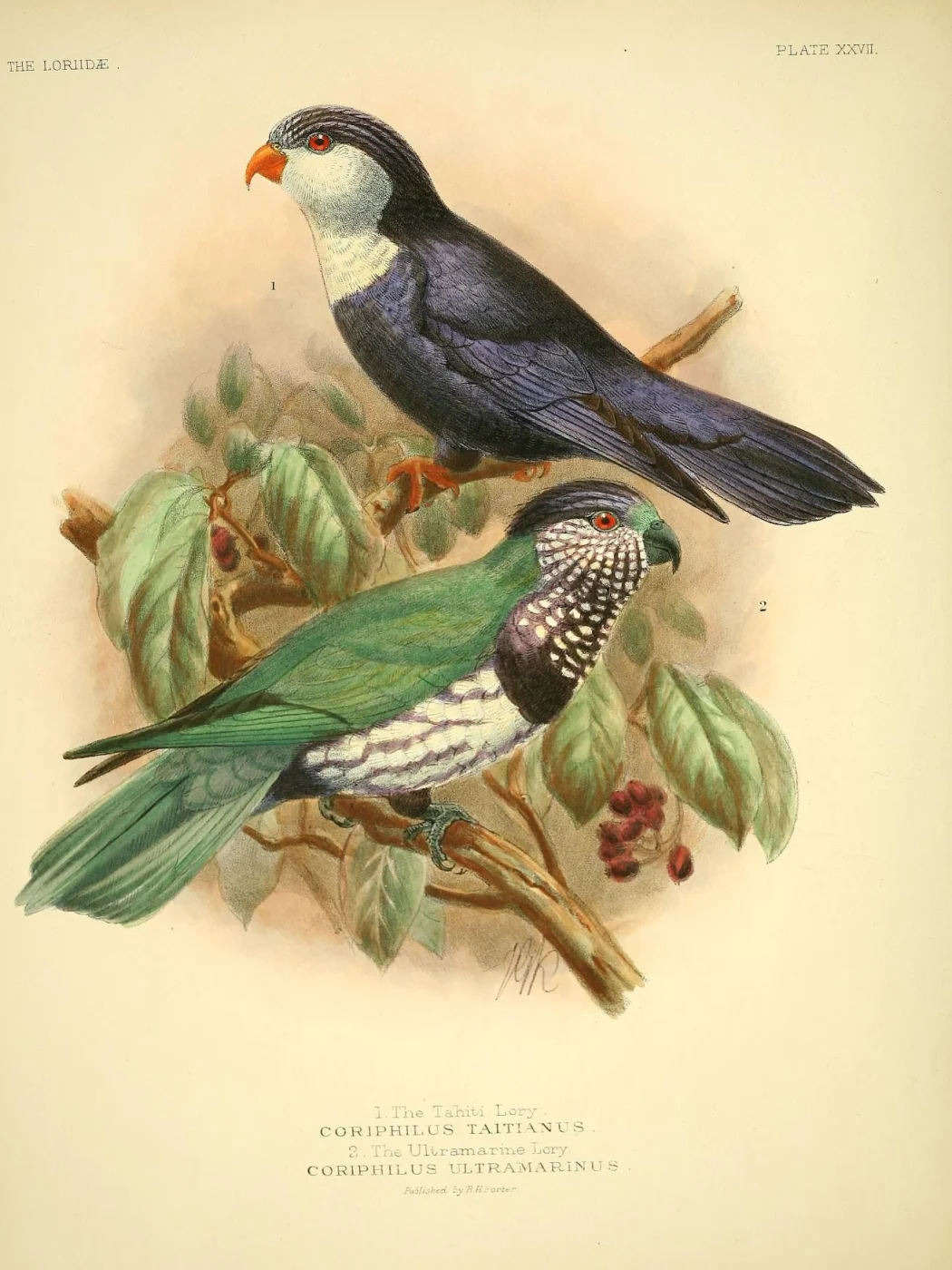 Ultramarine Lorikeet