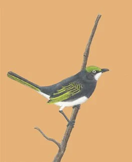 Slaty Vireo