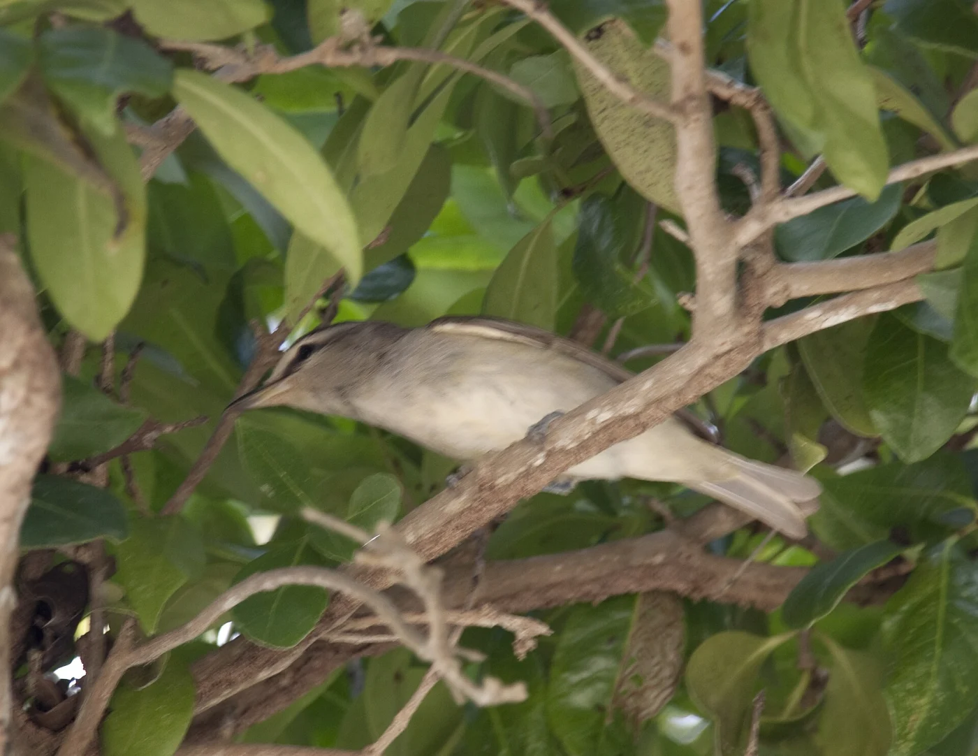 Yucatan Vireo