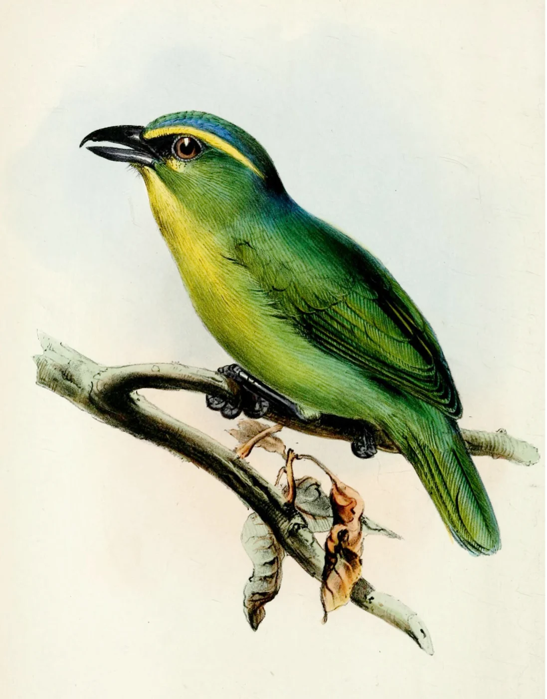 Yellow-browed Shrike-Vireo
