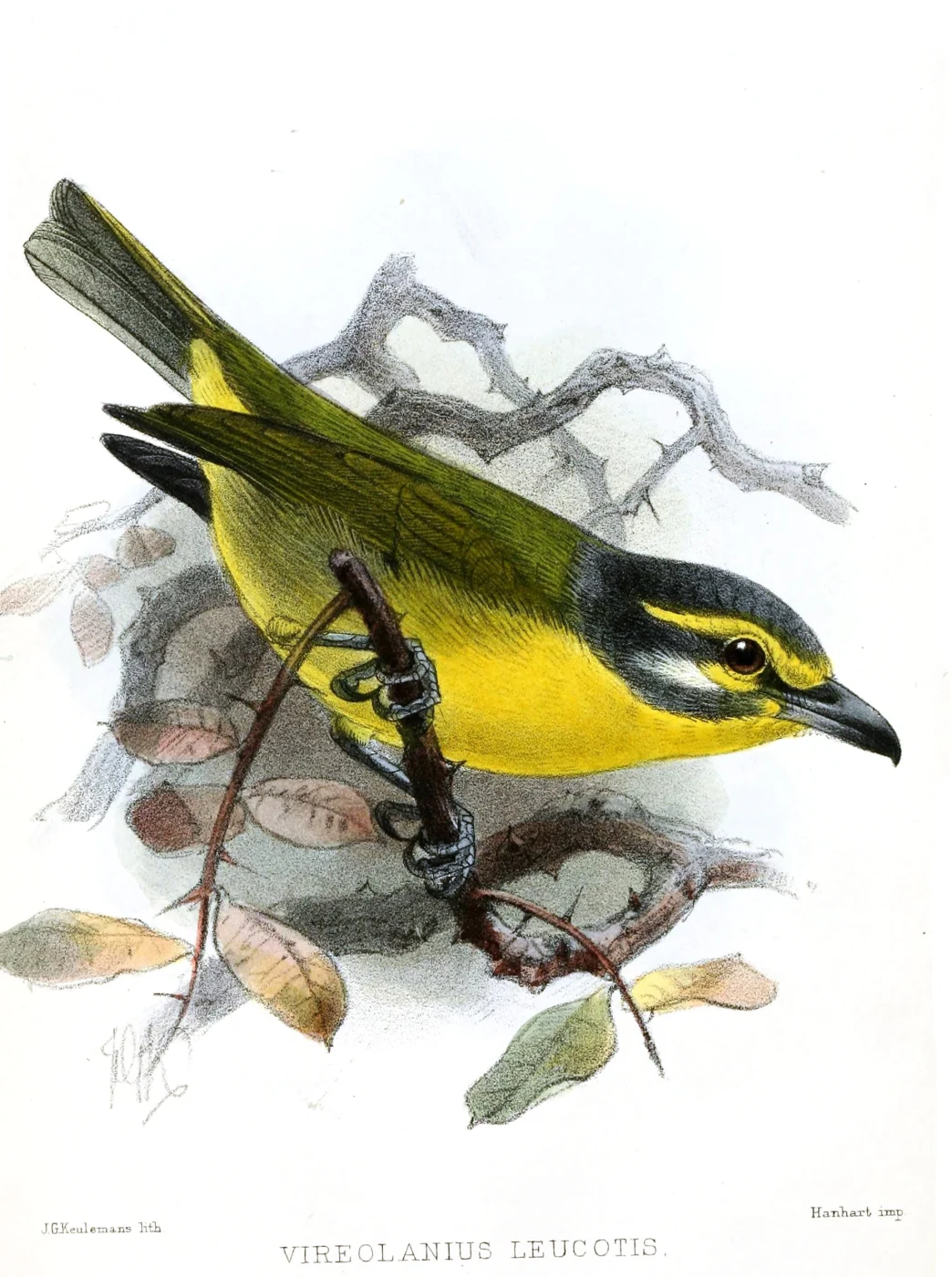 Slaty-Capped Shrike-Vireo