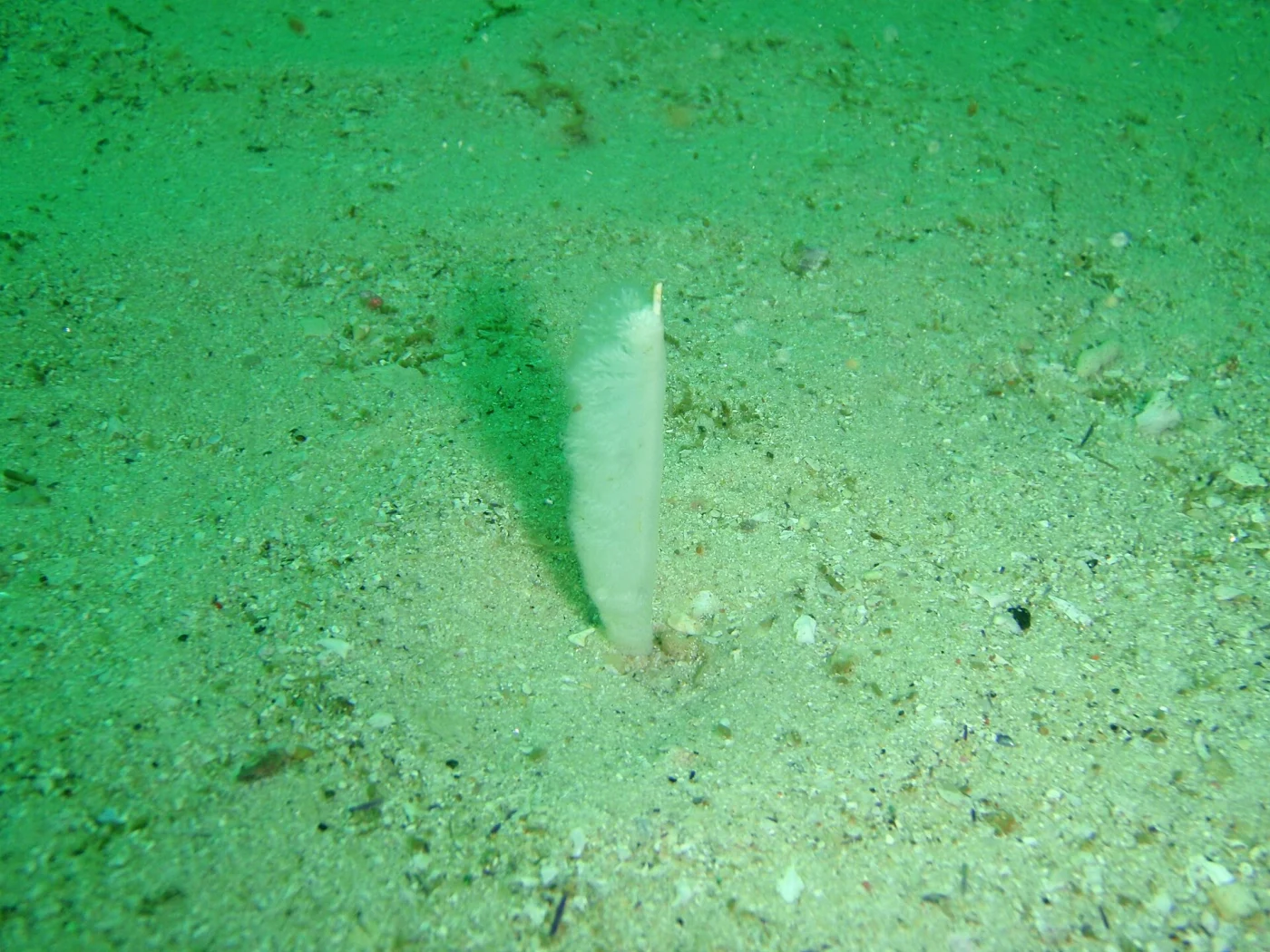 feathery sea pen