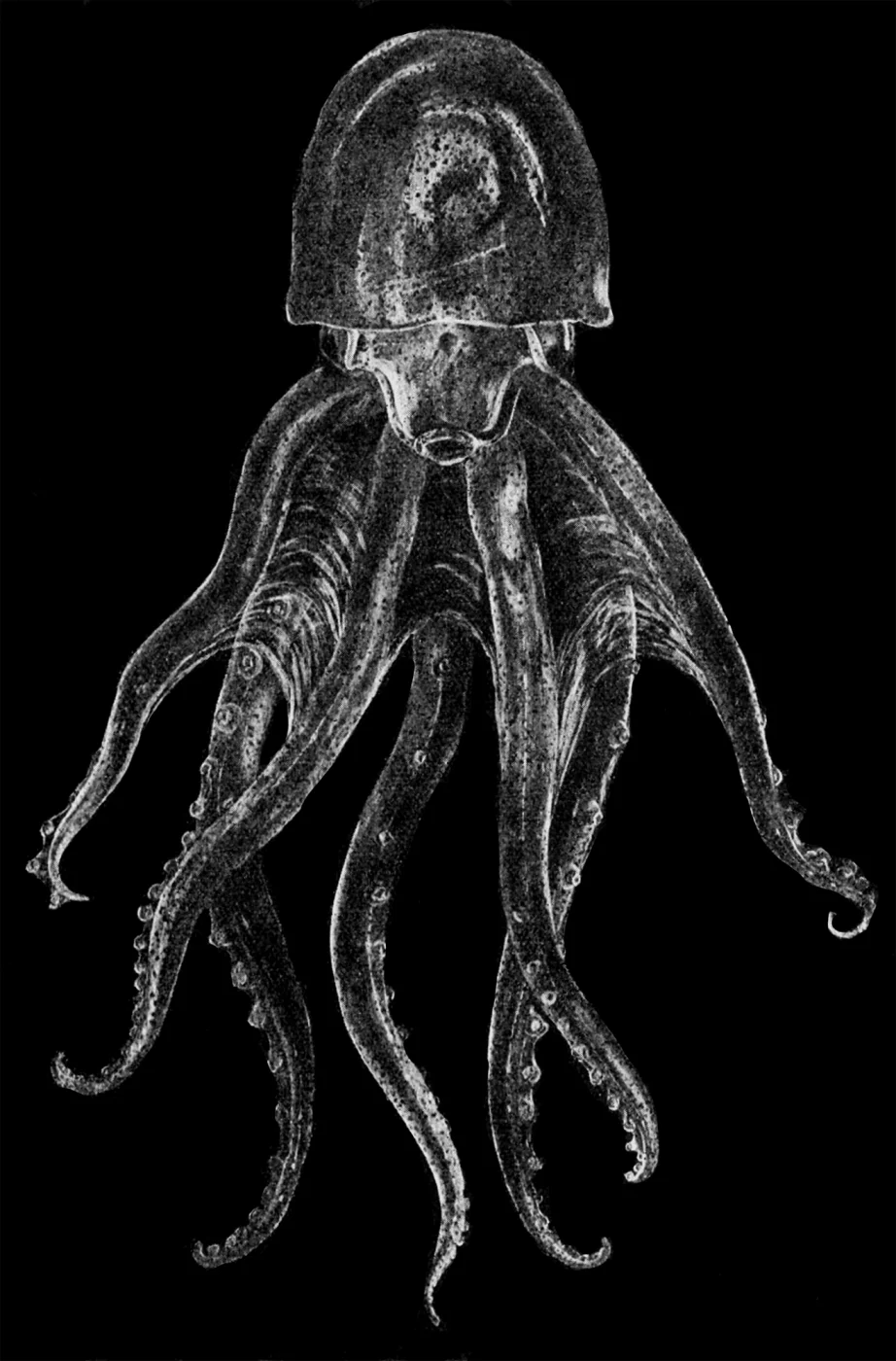 Vitreledonella alberti