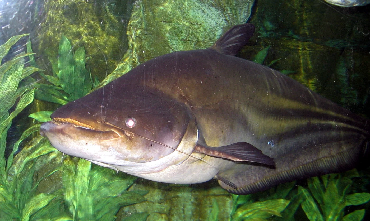 freshwater shark
