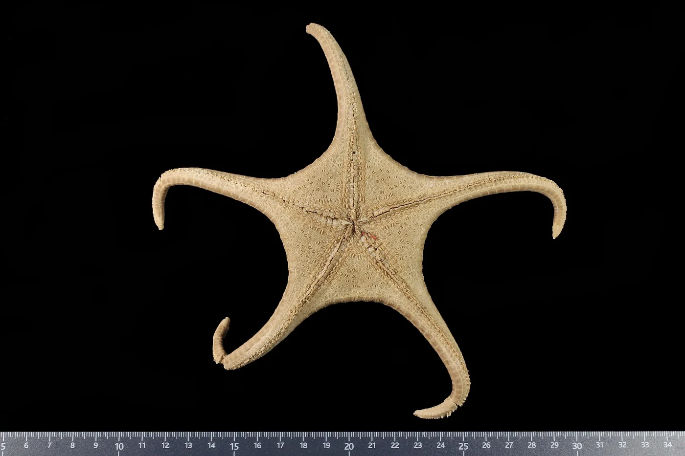Wallastra elenderae