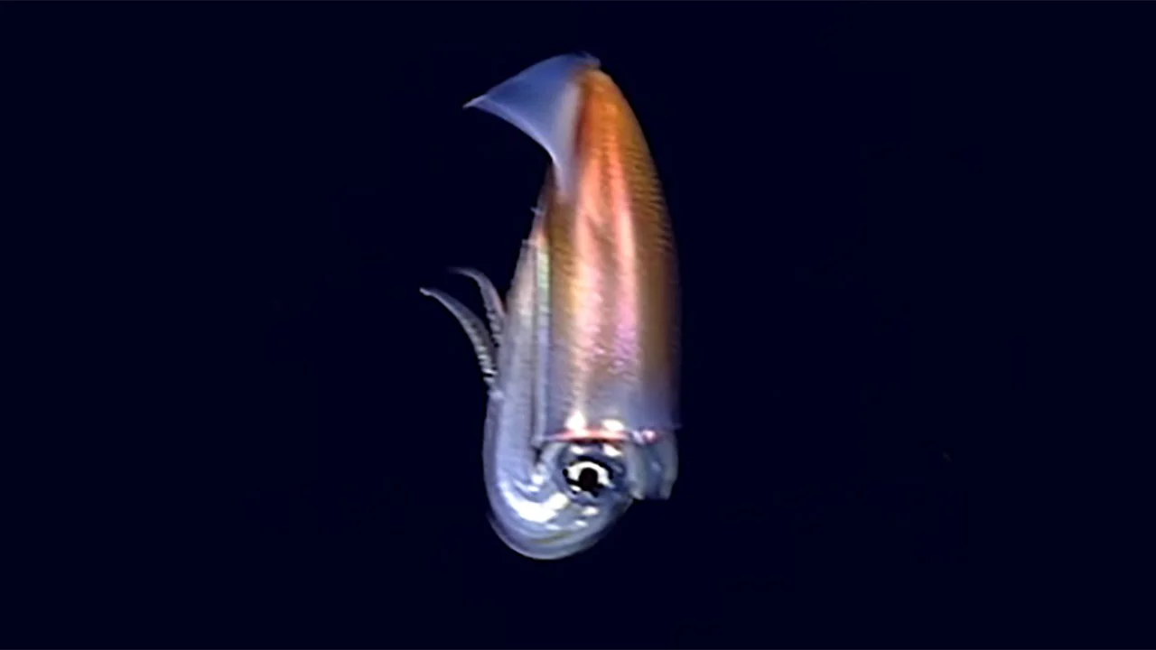 Walvisteuthis youngorum