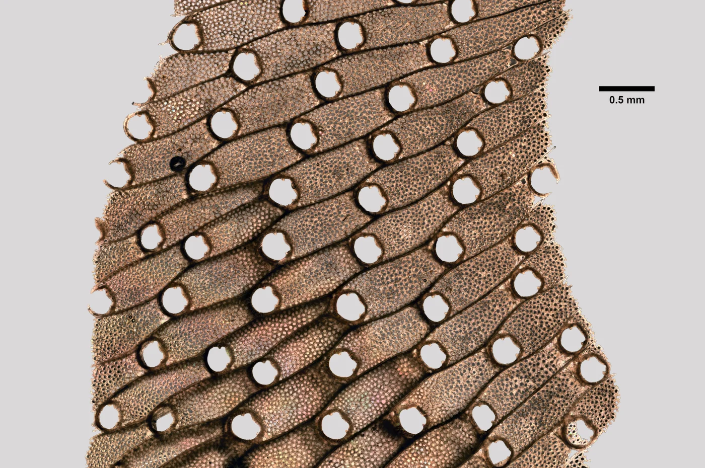 Bryozoan