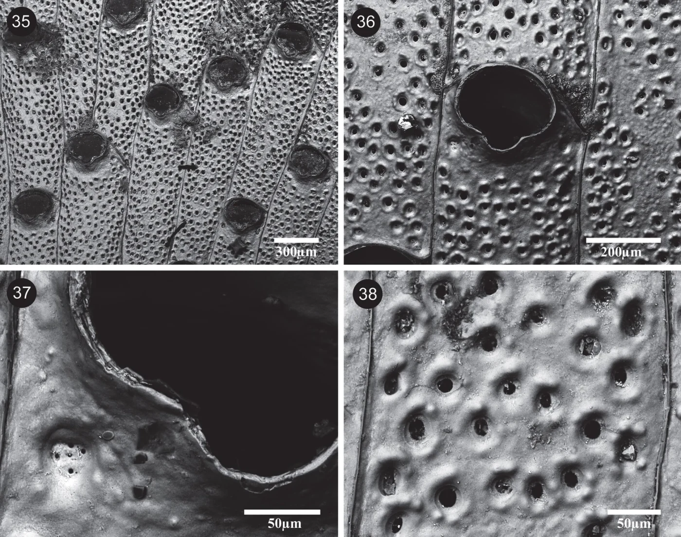 Watersipora aterrima