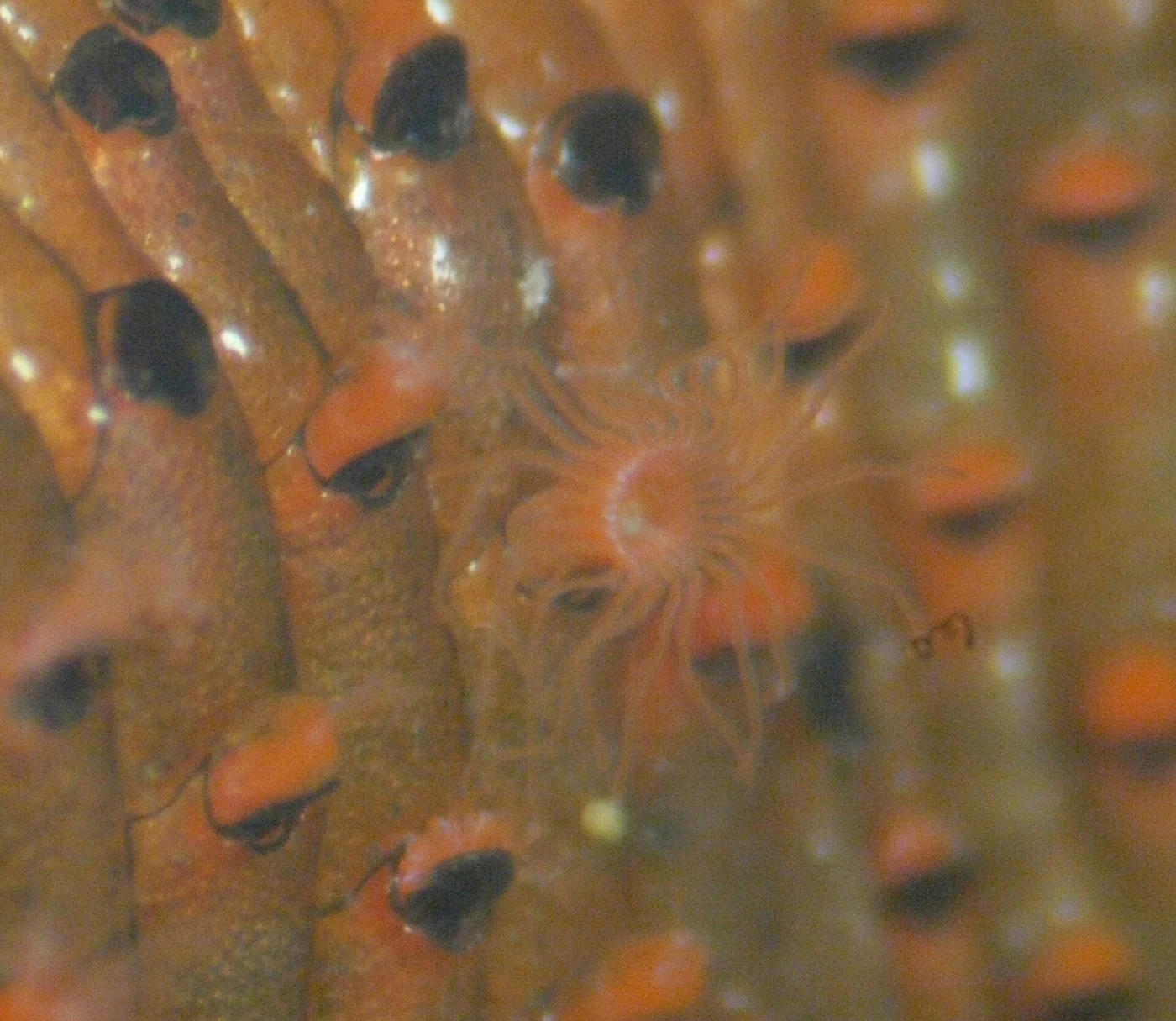 Watersipora cucullata