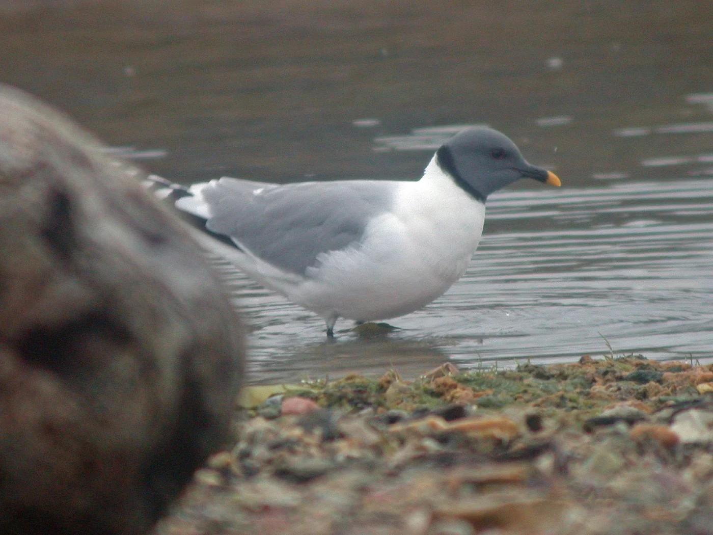 Sabine's Gull
