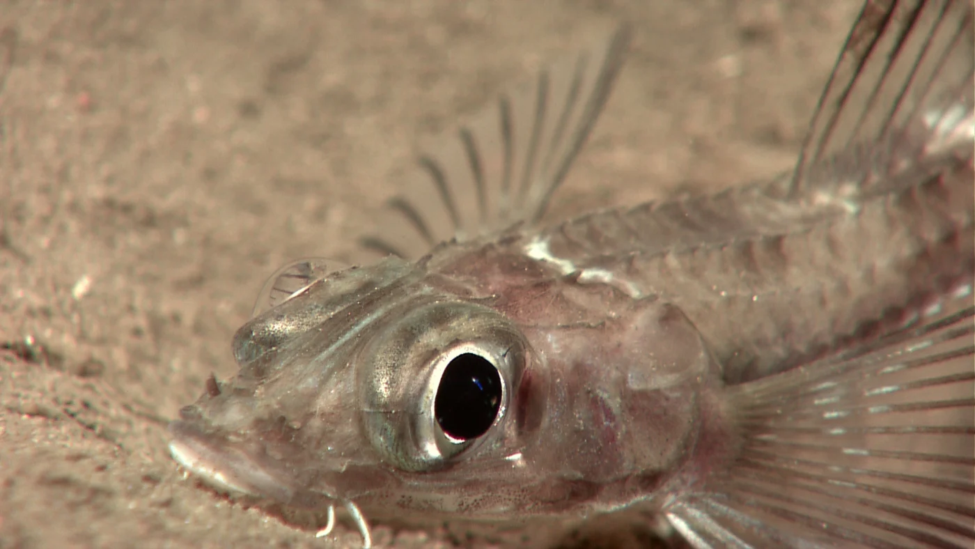 stripefin poacher