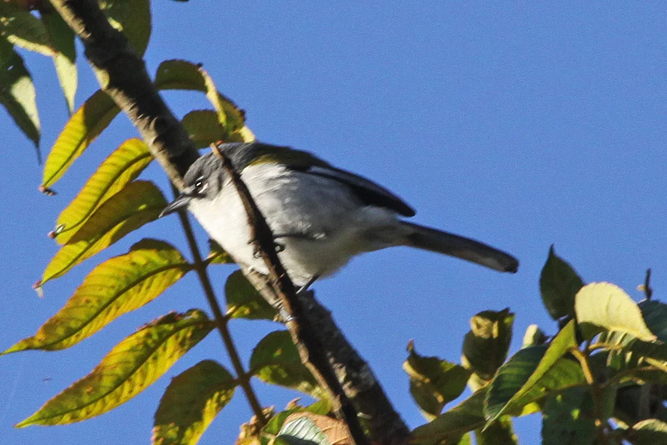 White-winged Ground-warbler