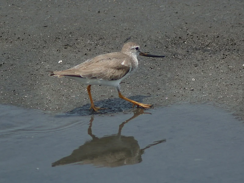 Terek Sandpiper