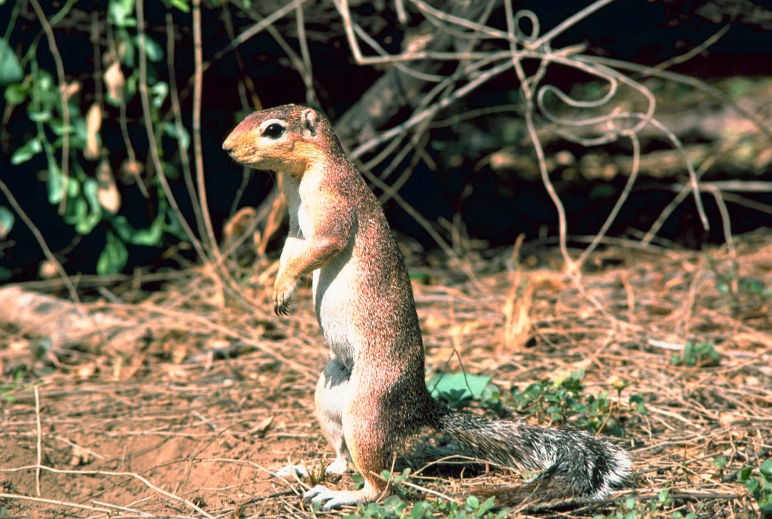 Ardilla terreste sin rayas