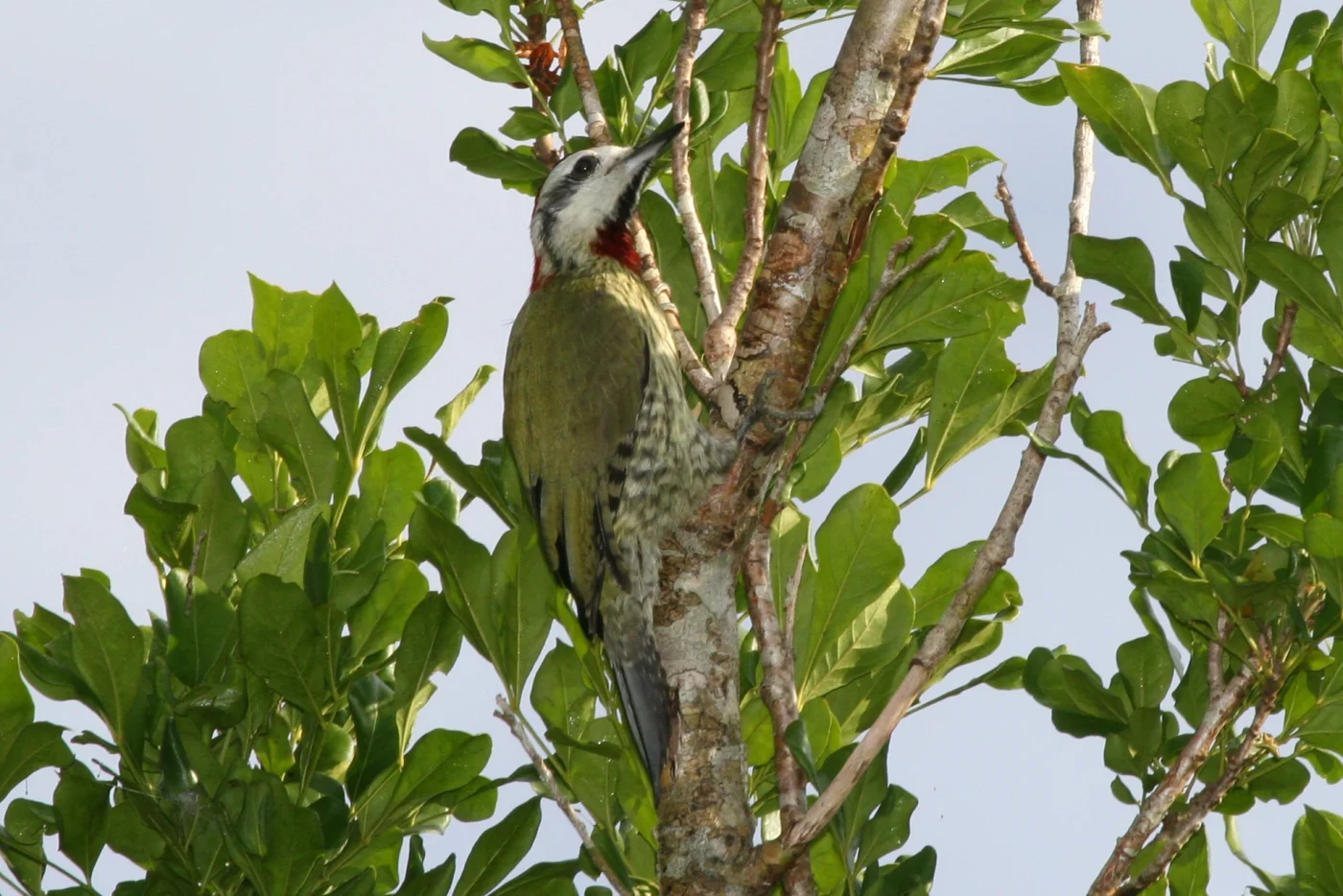 Cuban Green Woodpecker