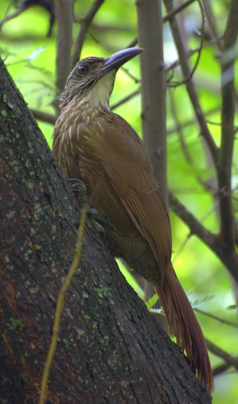 White-throated Woodcreeper
