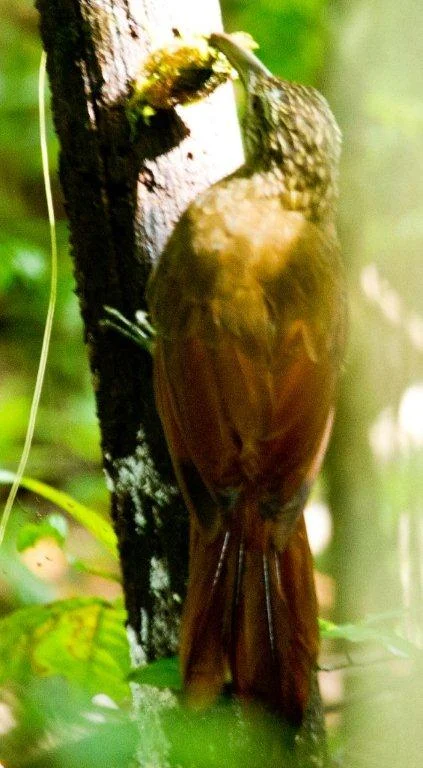 Strong-Billed Woodcreeper