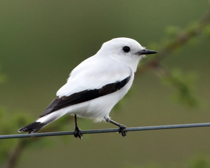 White Monjita
