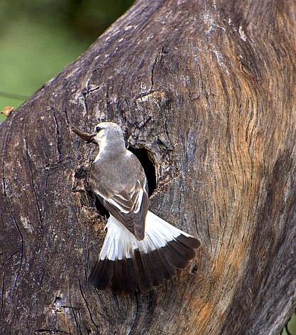 White-rumped Monjita