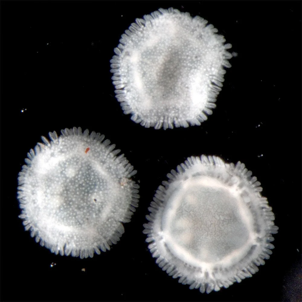 Xyloplax turnerae