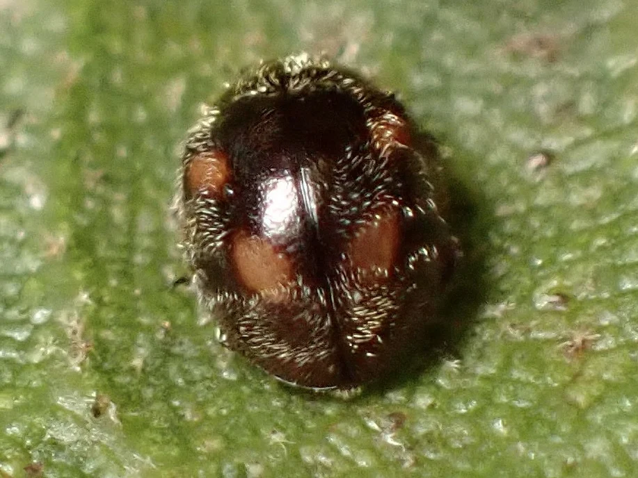 Zagloba ornata