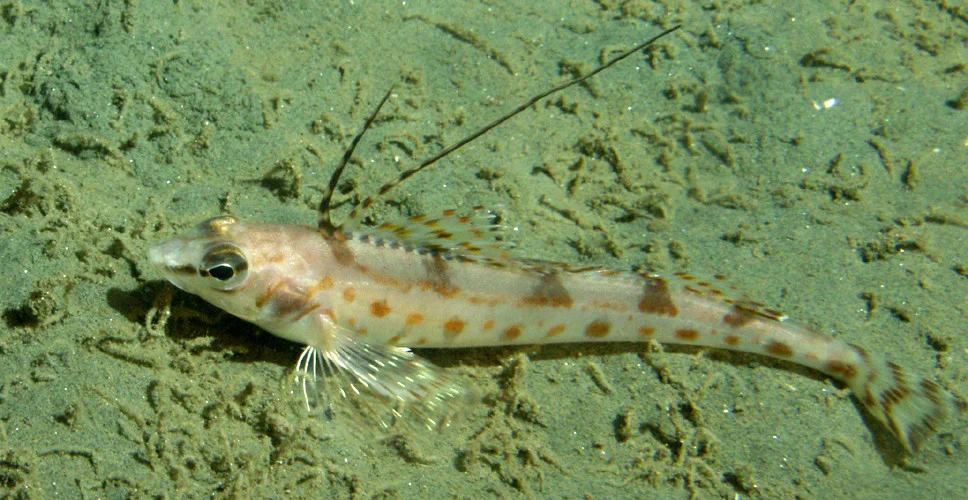 longspine combfish