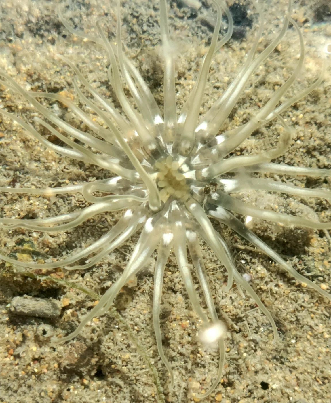 wormy anemone