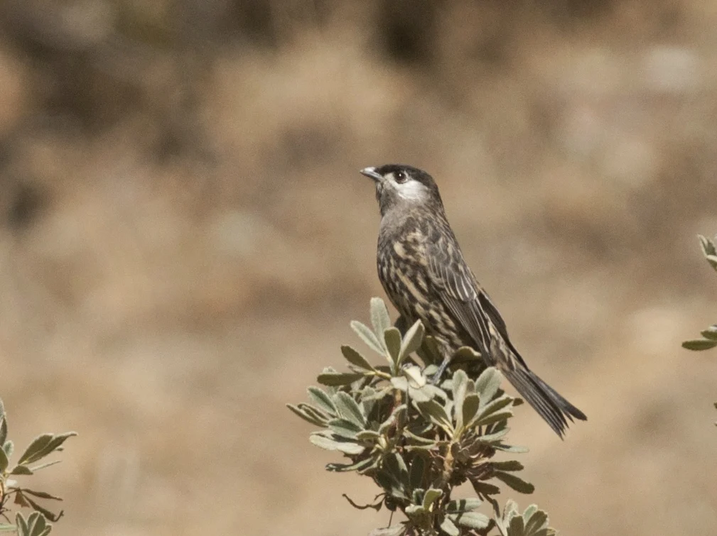 White-cheeked Cotinga