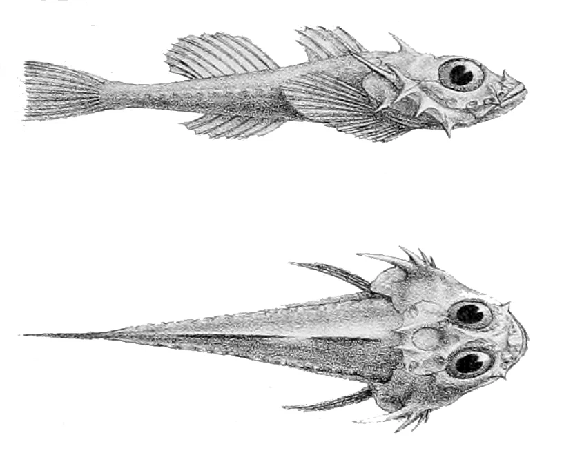 Zesticelus ochotensis