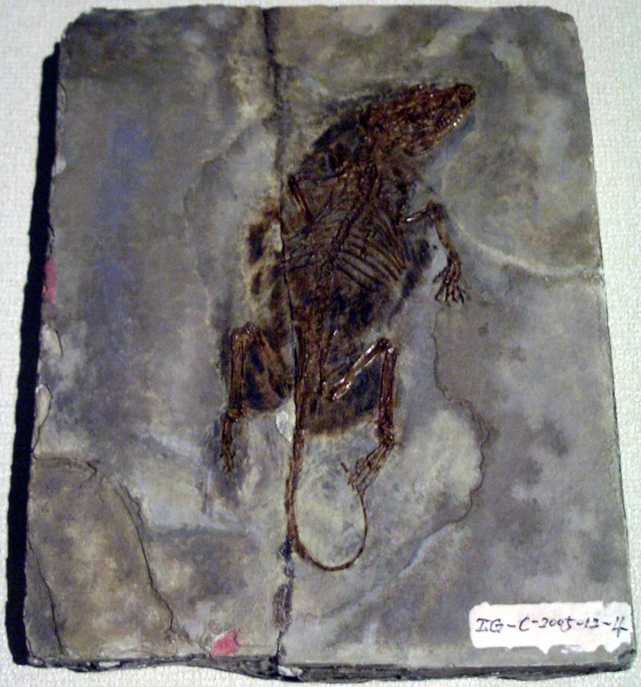 Zhangheotherium quinquecuspidens