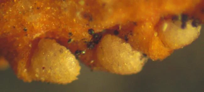 Zignisis lornae