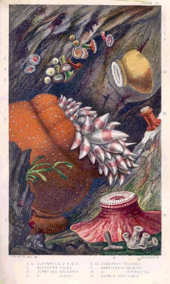 Zoanthus chierchiae