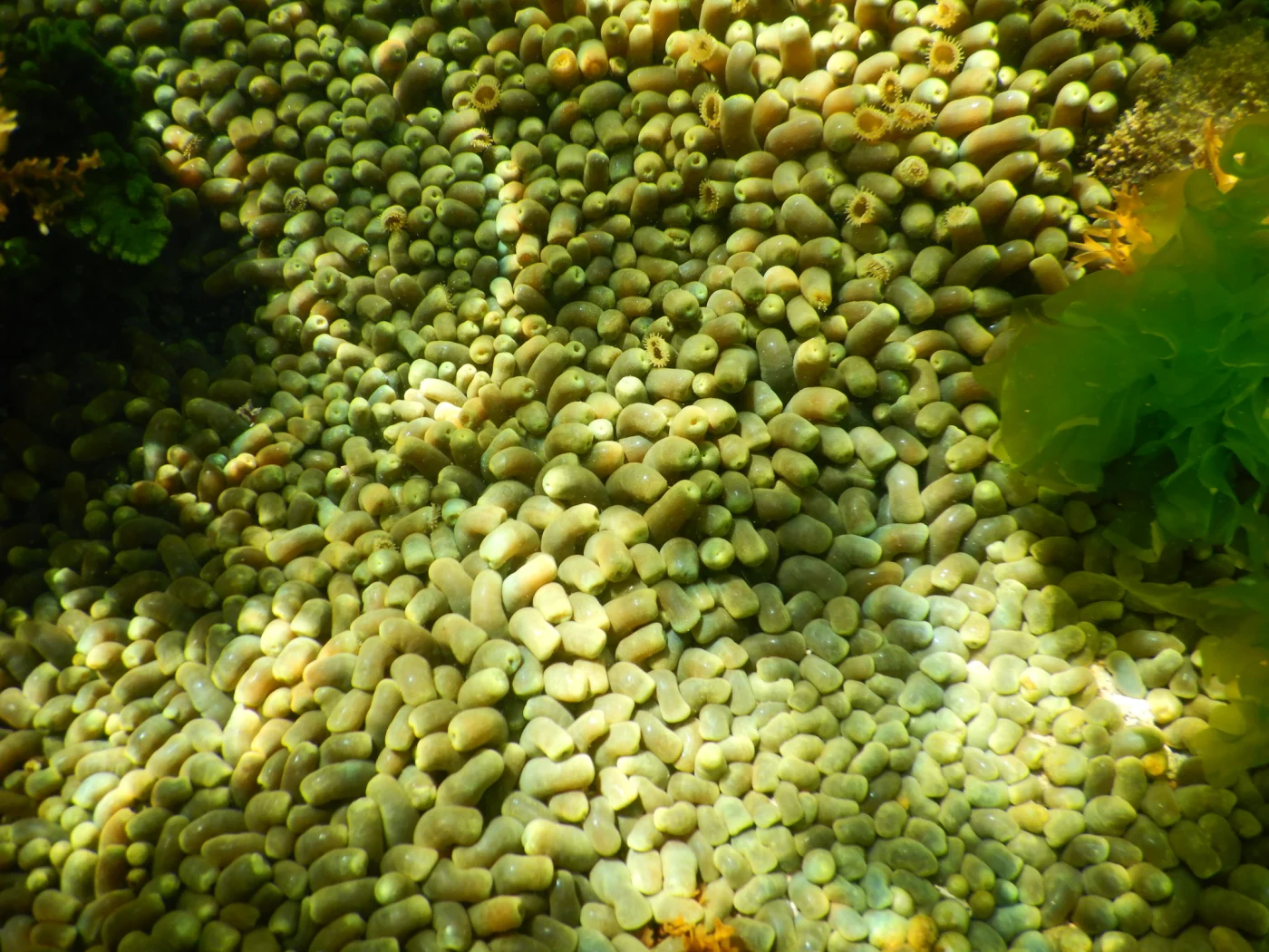 Zoanthus praelongus