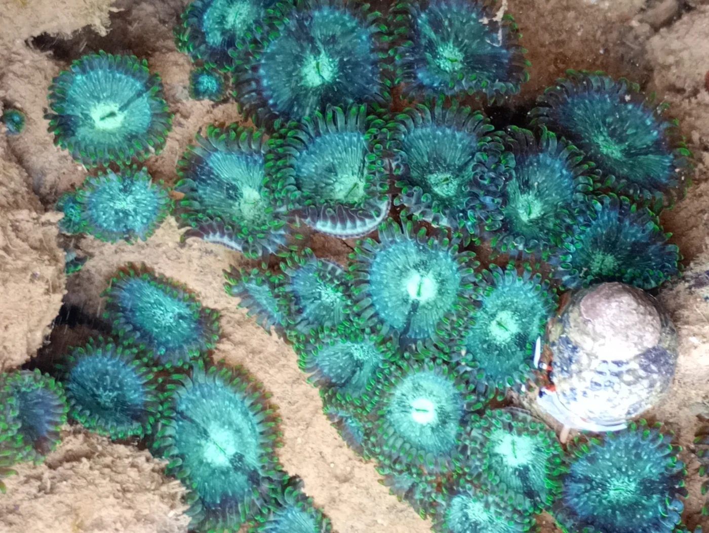 Zoanthus solanderi