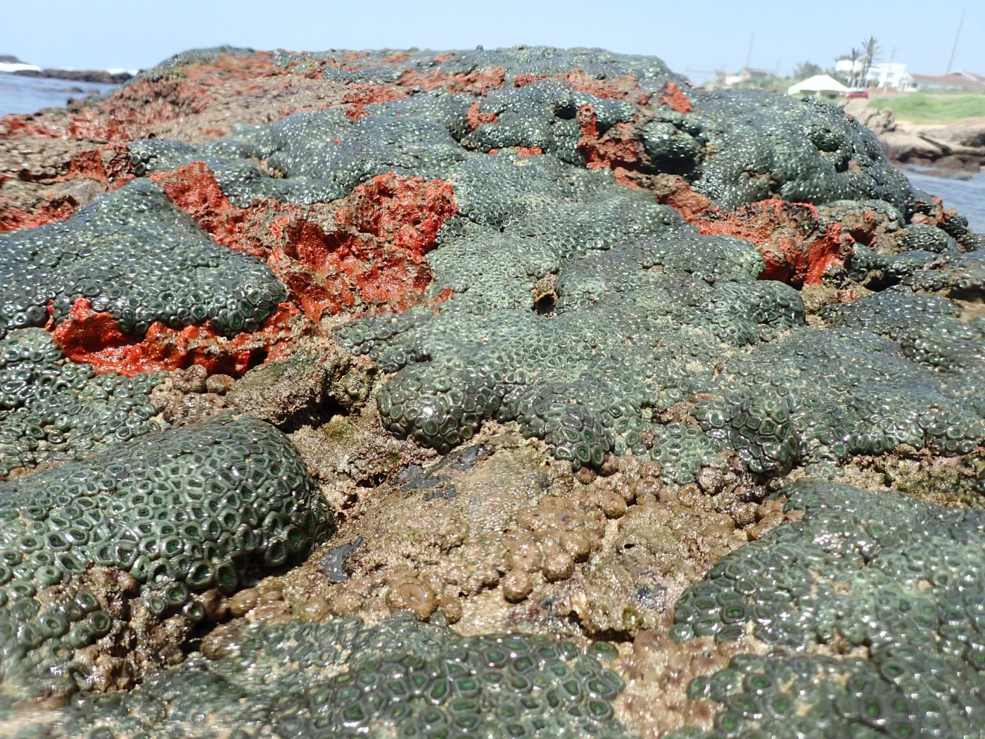 Vietnamese Zoanthids