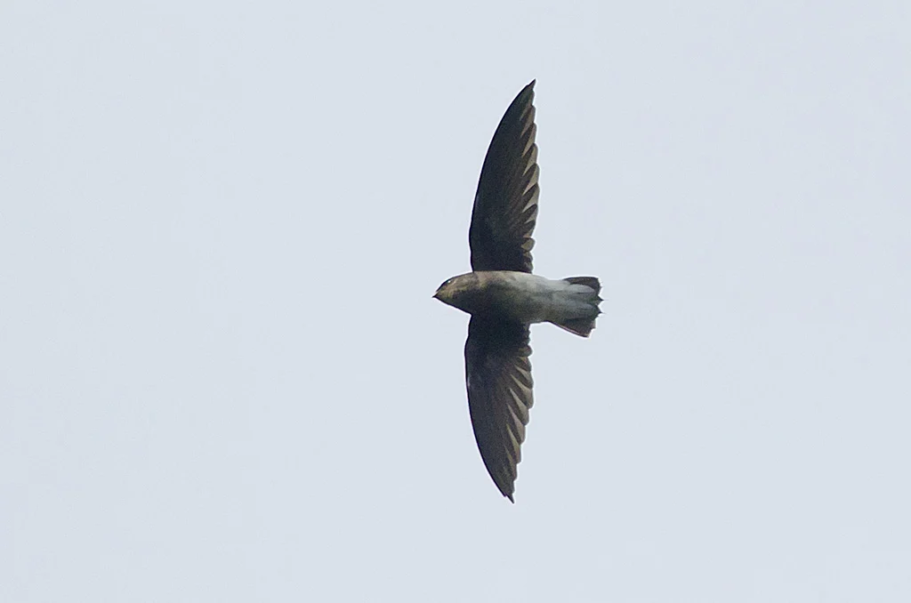 White-rumped Needletail